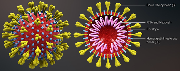 新冠抗原檢測(cè)的高靈敏度原料來(lái)了!(內(nèi)含試用裝)