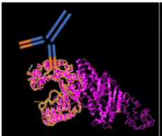 ʡTaq DNAۺø]wpɑᆢøö
