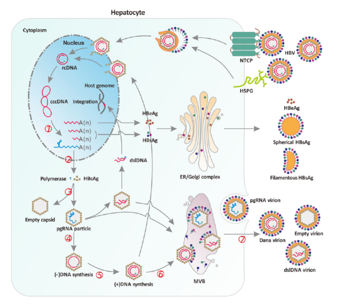 ذ(gu)Hׂ(g)PCR-ɹ̽?l)y(c)HBV-RNAԇЫ@
